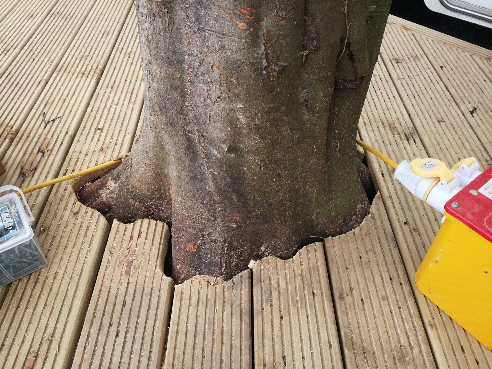 A mature tree trunk rising through the finished deck boards